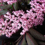 Бузина черная Блэк Бьюти 7345