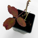 Ежевика Свит Пай (3)