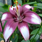 Лилия Кафе Нуар (1шт) 5460