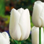 Тюльпан Клиервотер (1шт)