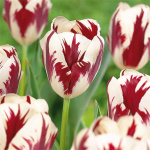 Тюльпан Гранд Перфекшн (1шт)