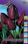 Тюльпан Уоллфлауэр (1шт)