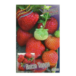 Земляника (Клубника) Вима Тарда (5 шт)