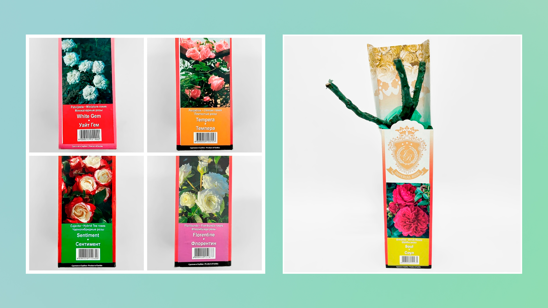 РОЗЫ! РОЗЫ! РОЗЫ!