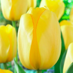 Тюльпан Голден Парад (1шт)