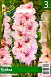 Гладиолус Тройка (3шт)