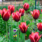 Тюльпан Мавота (1шт)