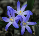 Хионодокса Форбса (10шт)