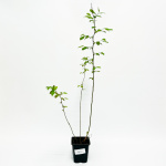 Голубика Дюк (Р9)