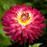 Георгин Макалистер Прайд гигант (1шт) 122654