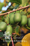 Actinidia arguta Rogow