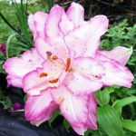 Лилия Бьютитренд (1шт)