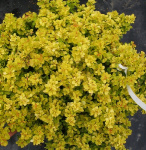 Berberis thunbergii Sunsation 1