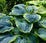 Хоста Самурай (1шт) 3713