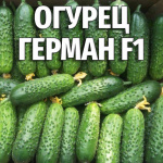 Огурец Герман F1 10шт