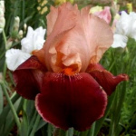 Ирис Германский Цимаррон Стрип (1шт) 6321