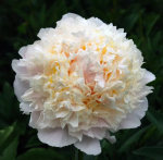 Пион Чеддар Чииз (1шт)