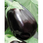 Баклажан Клоринда (Голландия)