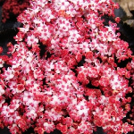 Бузина черная Блэк Тауэр 7346