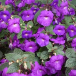 Ахименес Пурпл (в упаковке 1шт)