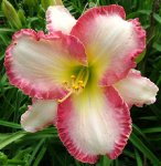 Лилейник Ши Гот Зе Лук (1шт)