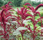 Амарант салатный Смесь сортов