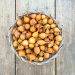 Лук севок МЯЧКОВСКИЙ