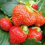 Земляника (Клубника) Мара Де Буа в кассете