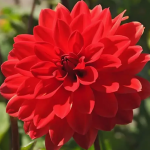 Георгин Хетвейв 1шт