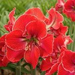 Амариллис Мэджикал Тач (1шт) 2399