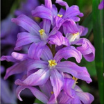 Хионодокса Вайолет Бьюти (10шт) 5890