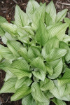 Хоста Зебра Страйпс (1шт)