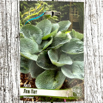 Хоста ЛОВ ПАТ