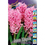 Гиацинт Анна Мария (1шт) 1265