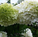 Гортензия древовидная Аннабелле 4984