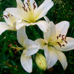 Лилия Эрколано (2шт)