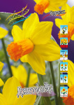 Нарцисс Джетфайр (1шт) 6613