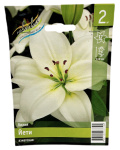 Лилия ЙЕТИ азиатская