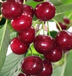 Вишня Щедрая