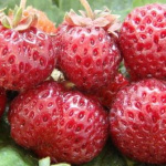 Земляника (Клубника) Мице Шиндлер малинная в кассете