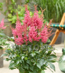 Астильба Лаки Дэй (в упаковке 2шт) цена за 2шт