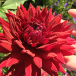 Георгин Блэк Джек 1шт