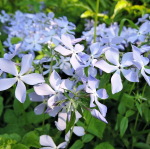 Флокс Клаудс Парфюм (уп.2шт)