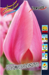 Тюльпан Космополитен (1шт) 1560