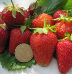 Земляника (Клубника) Роксана в кассете