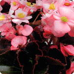 Бегония Надежда F1 вечноцветущая