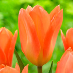 Тюльпан Оранж Эмперор (1шт)