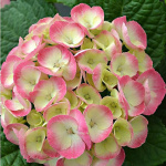 Гортензия крупнолистовая Рембранд Дольче Шик