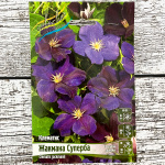 Клематис ЖАКМАНА СУПЕРБА (3 группа обрезки)