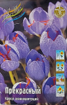 Крокус прекрасный (10шт)
